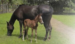 Amapá registra primeiro nascimento por inseminação artificial da Raça Crioula
