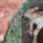Caso de raiva em Santa Catarina acende alerta para vacinação dos rebanhos bovinos