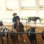 Cavalo Mangalarga mostra versatilidade no Ranch Sorting durante Exposição Nacional em Tatuí