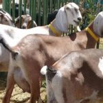 Expocose 2026 destaca Exposição Nacional de Cabras Leiteiras e terá R$ 150 mil em premiações