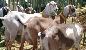 Expocose 2026 destaca Exposição Nacional de Cabras Leiteiras e terá R$ 150 mil em premiações
