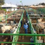 Feira Pró-Genética comercializa 70% dos touros e amplia acesso à genética zebuína em PE
