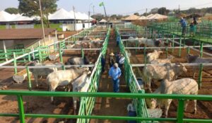Feira Pró-Genética comercializa 70% dos touros e amplia acesso à genética zebuína em PE