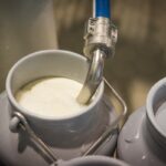 Maior produtor mundial de leite: Índia deve alcançar 105,4 milhões de toneladas em 2026