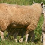 Manejo de cordeiros exige atenção redobrada com inverno mais úmido no RS