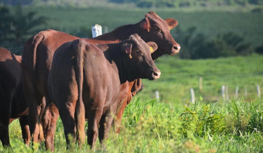 Pecuária de vida real qual o tipo de pastagem ideal para criar a raça Santa Gertrudis
