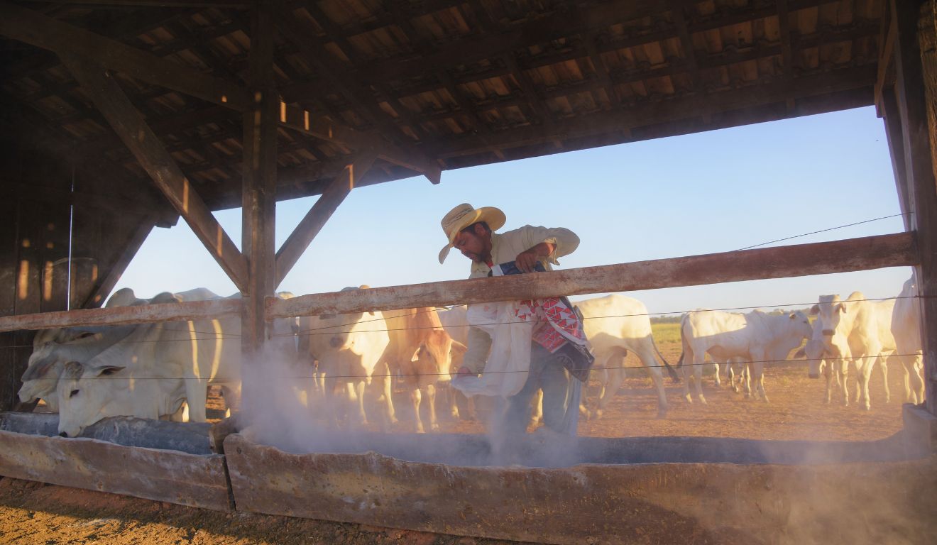 Produzir mais carne com menos terra: o avanço do confinamento de bovinos no Brasil