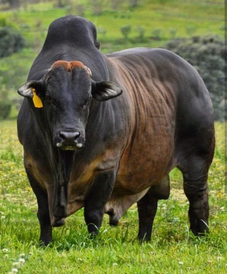 Raça Boran reúne características valorizadas na pecuária de corte