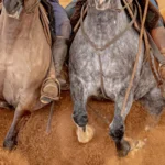 Cavalo Crioulo ABCCC divulga calendário de provas para o Ciclo 2027