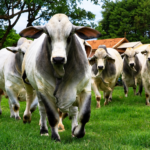 ExpoGenética traz novidade que fortalece a genética da raça Brahman