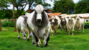 ExpoGenética traz novidade que fortalece a genética da raça Brahman