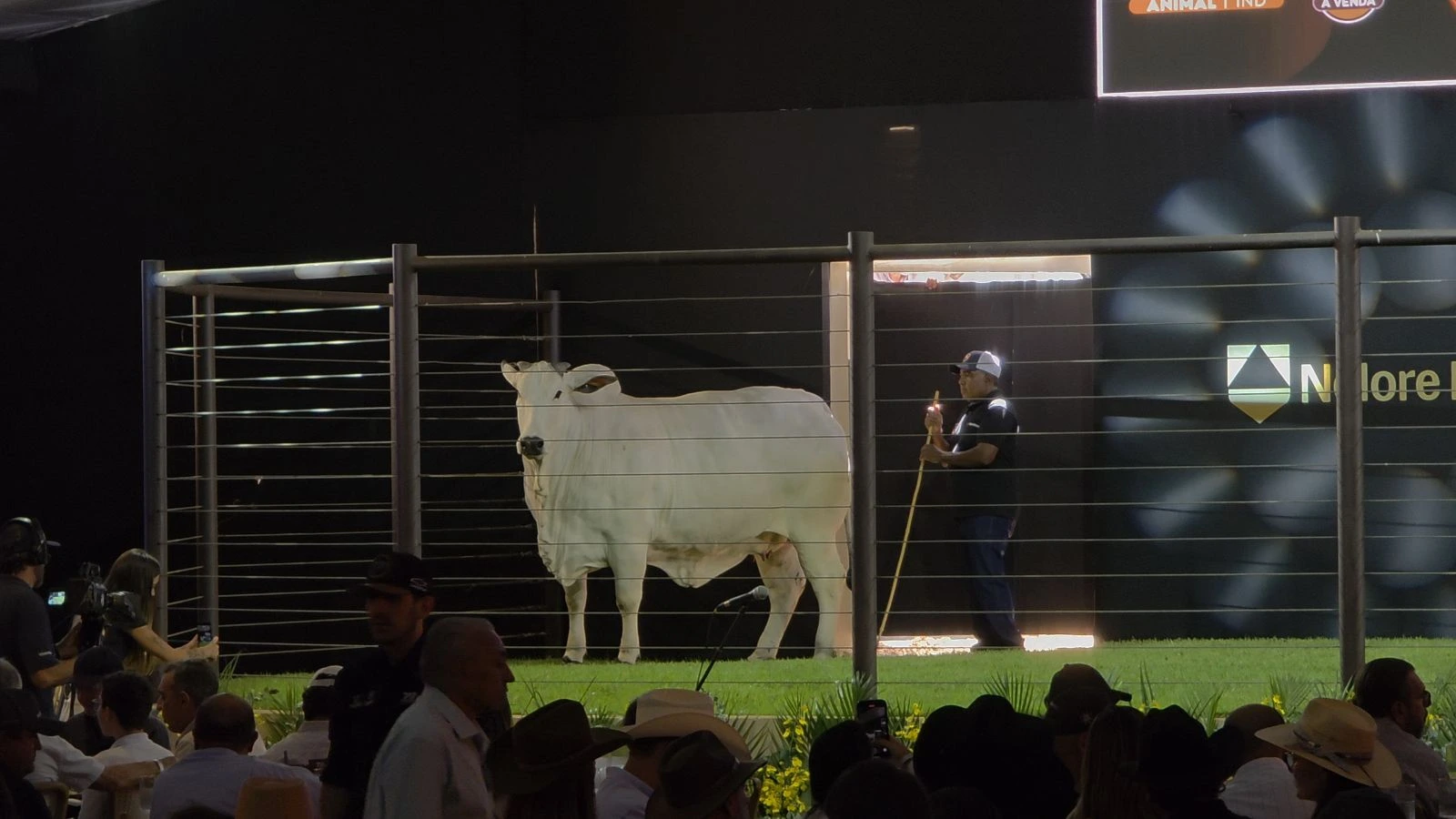 ExpoGenética movimenta mercado da genética zebuína