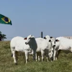 ExpoGenética supera R$ 71 milhões com agenda de leilões ainda em andamento