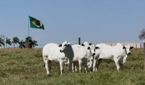 ExpoGenética supera R$ 71 milhões com agenda de leilões ainda em andamento