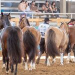 Expointer 2026 altera exigências sanitárias para entrada de animais