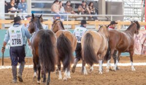 Expointer 2026 altera exigências sanitárias para entrada de animais
