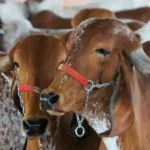 Leite e carne de zebu ganham espaço em festival internacional em São Paulo
