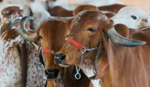 Leite e carne de zebu ganham espaço em festival internacional em São Paulo