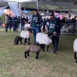 Ovinocultura ganha força na 49ª Expointer com quase mil animais inscritos