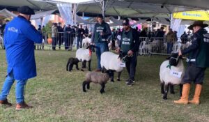 Ovinocultura ganha força na 49ª Expointer com quase mil animais inscritos