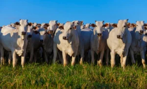 Pecuária movimenta R$ 504 bilhões do Valor Bruto da Produção Agropecuária em julho