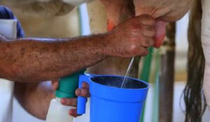 Preço médio do leite sobe em junho e acumula alta de 33% no primeiro semestre