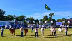 ExpoBrahman abre inscrições de animais para disputas de genética em Uberaba