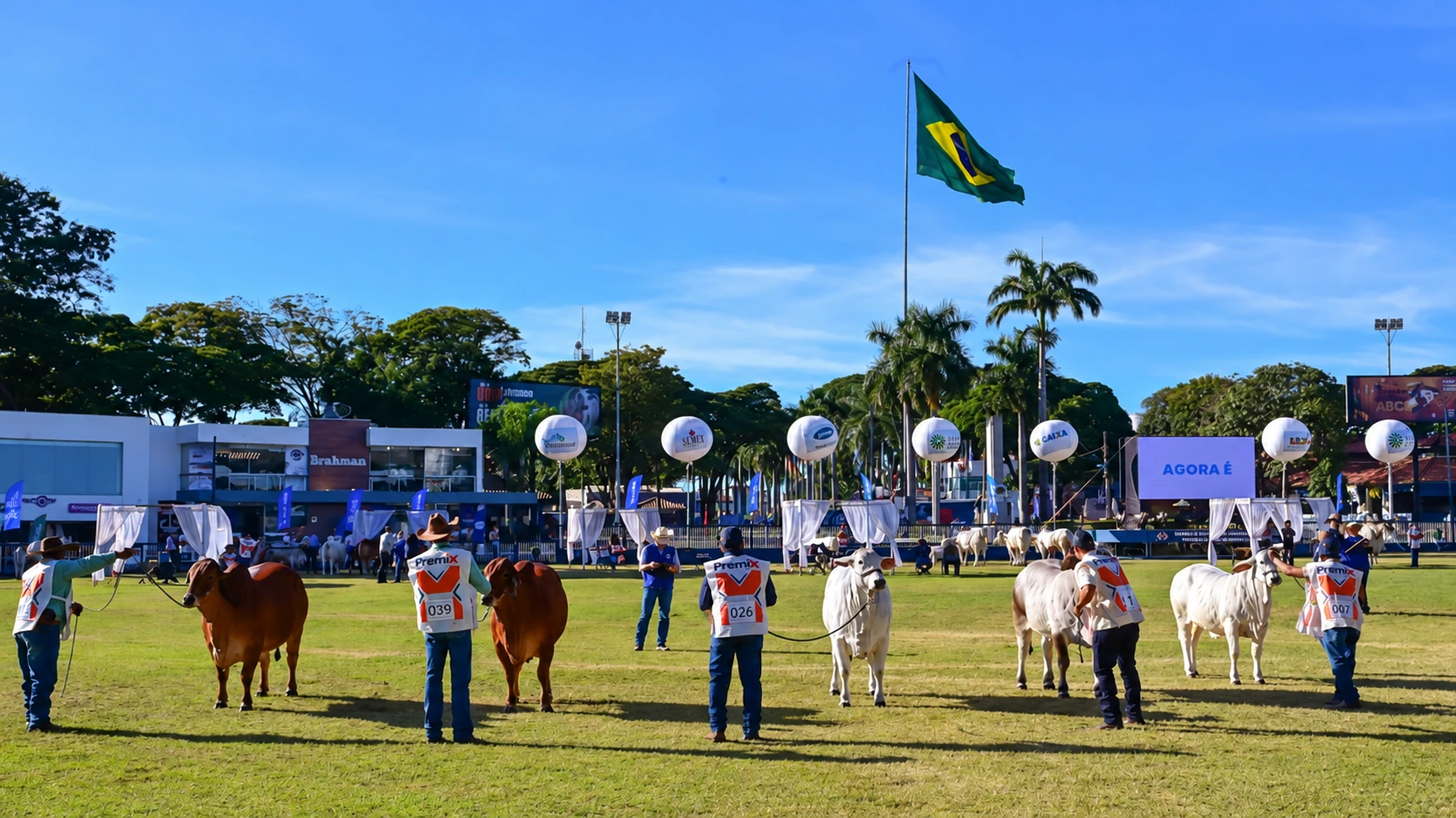 ExpoBrahman abre inscrições de animais para disputas de genética em Uberaba