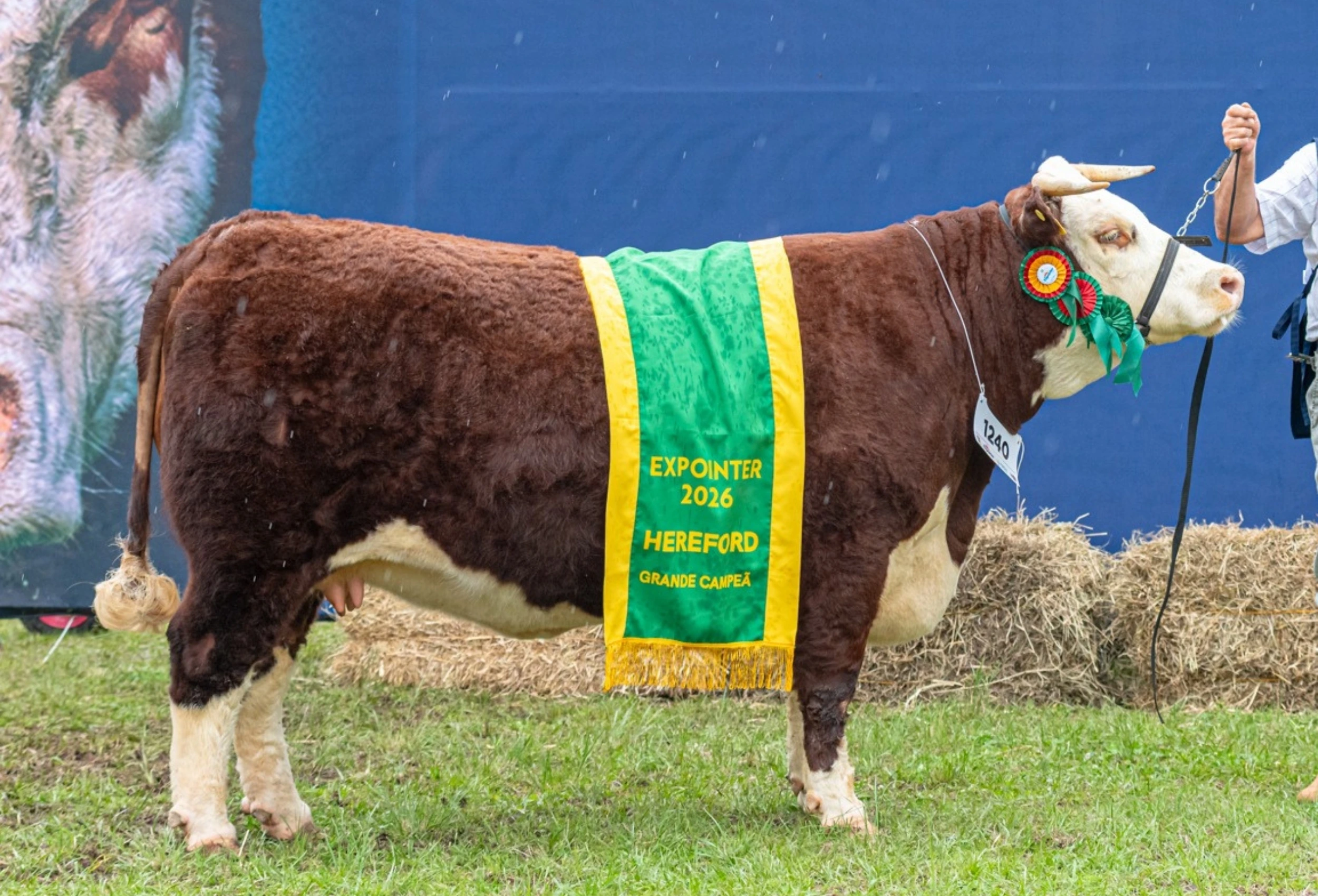 Grande Campeã Hereford
