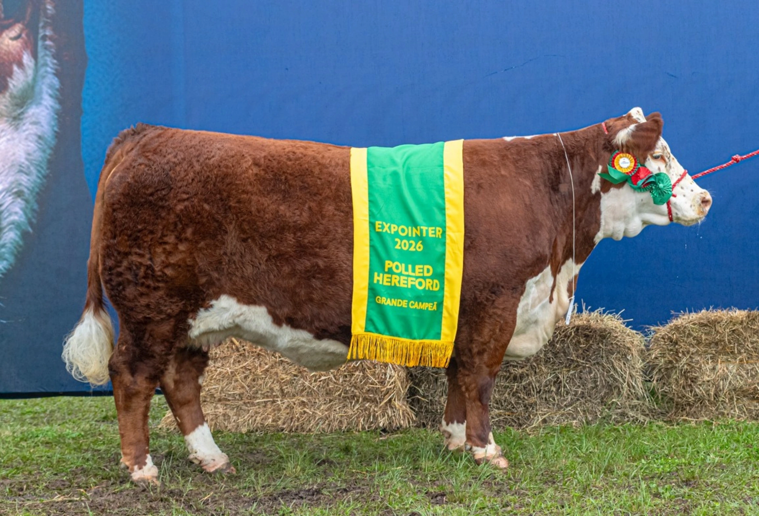 Grande Campeã Polled Hereford