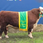 Grande Campeão Hereford