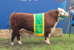 Grande Campeão Hereford