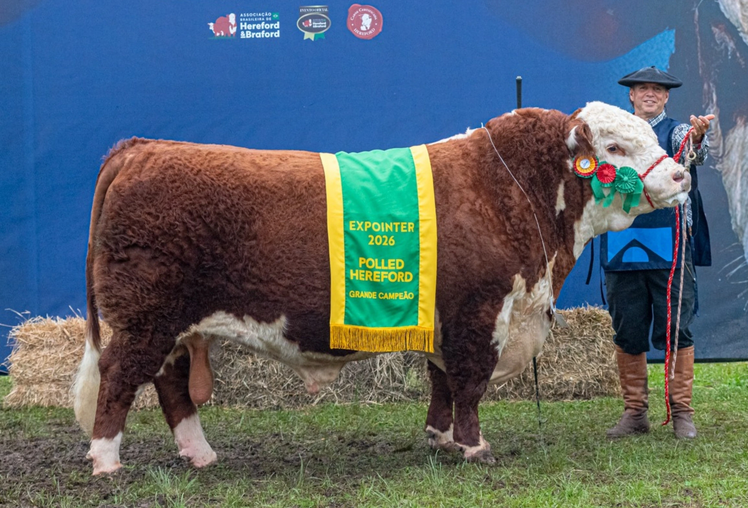 Grande Campeão Polled Hereford