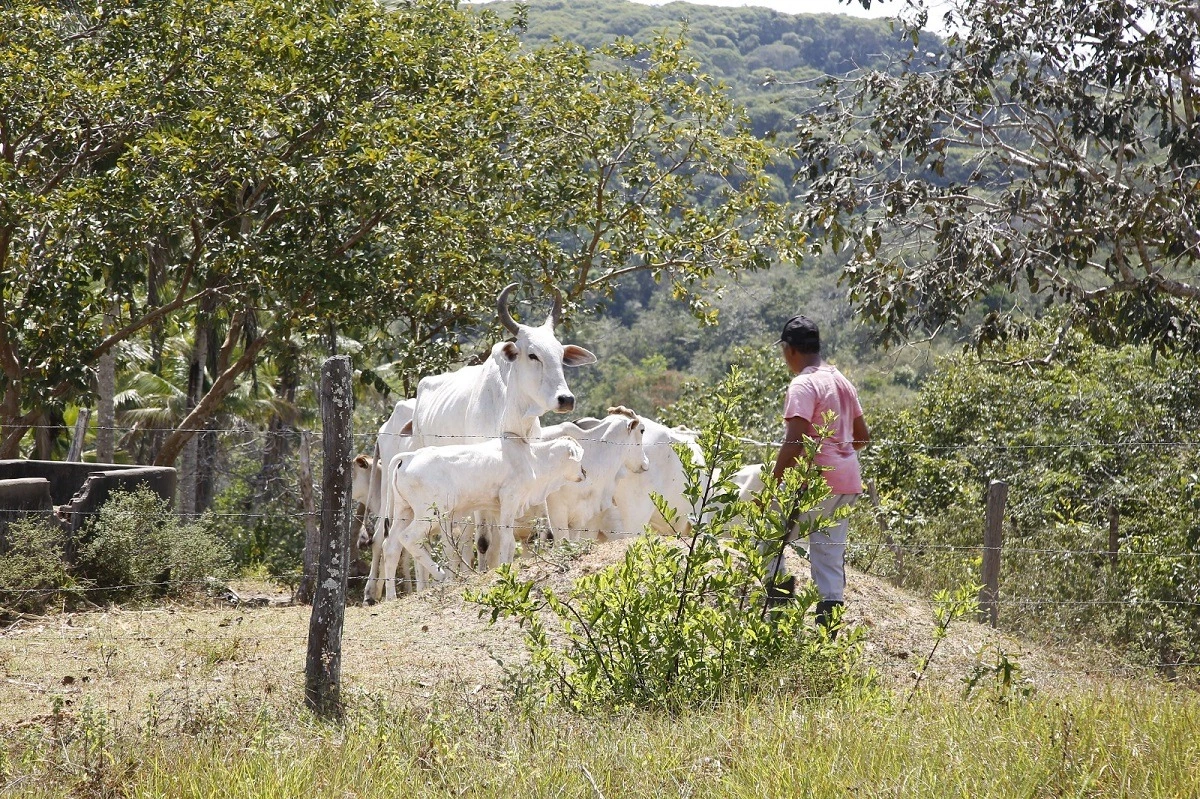Pequenos produtores já colhem resultados da inseminação gratuita