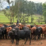 Angus gestão sustentável de resíduos fortalece pastagens e produtividade no RS