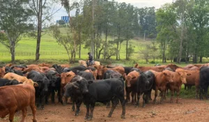 Angus gestão sustentável de resíduos fortalece pastagens e produtividade no RS