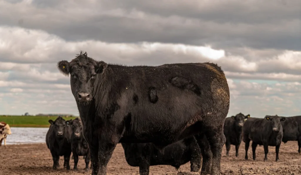 Carne Angus rota pelo RS aproxima criadores e destaca oportunidades de valorização