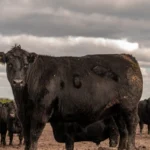 Carne Angus rota pelo RS aproxima criadores e destaca oportunidades de valorização