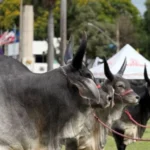 Guzerá e Guzolando: exposição reúne campeões e movimenta mais de R$ 556 mil