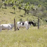 Mais de 1.400 bovinos já receberam inseminação artificial gratuita em Sergipe