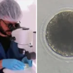 Pecuária no Nordeste: pesquisa produz primeiros embriões de jumentos in vitro do mundo