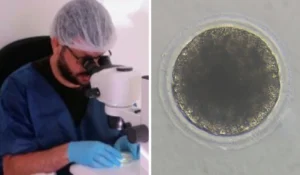 Pecuária no Nordeste: pesquisa produz primeiros embriões de jumentos in vitro do mundo