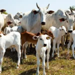 Valor Bruto da Agropecuária chega a R$ 1,44 trilhão em setembro pecuária se destaca